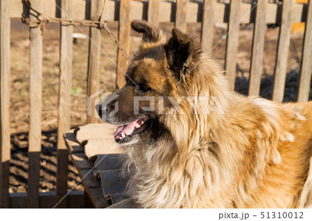 fair haired big country dog close up portrait with a wooden fence on the background fair haired big country dog close up portrait with a wooden fence on the background 51310012