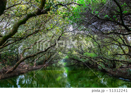 アジア人 アジアン アジア風 51312241