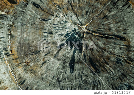 The surface of the cross-sectional wood for the de The surface of the cross-sectional wood for the de 51313517
