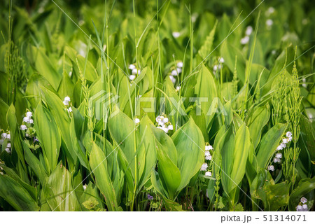 Lily of the valley in spring garden. 51314071
