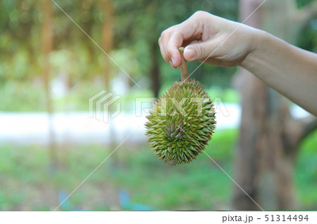 Use right hand to lift a small Montong durian Use right hand to lift a small Montong durian 51314494