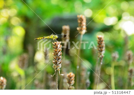 ウツボグサにトンボ ウツボグサにトンボ 51316447