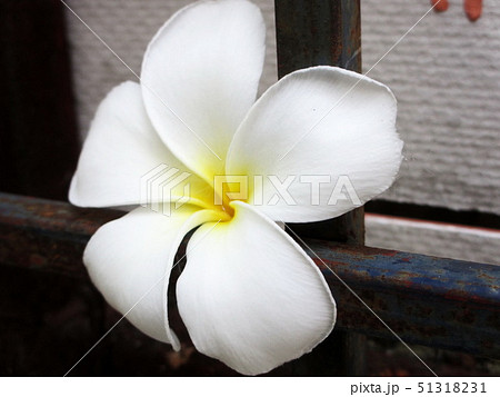 Beautiful white plumeria flowers 51318231