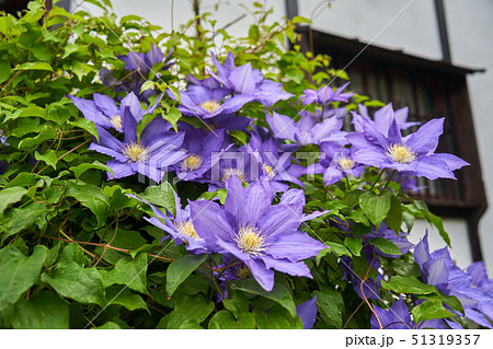 晩春 風景 全北 51319357