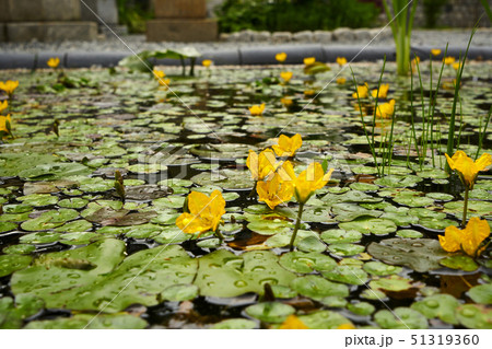晩春 風景 全北 51319360