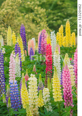 ルピナス 51320462