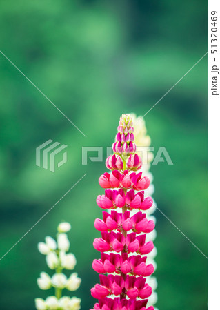 ルピナス 51320469