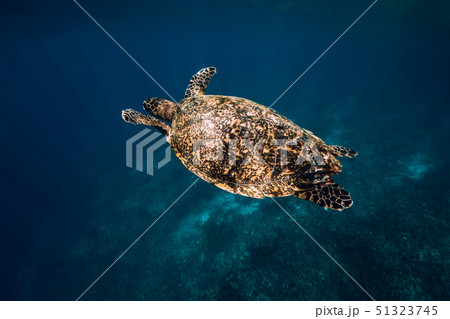 Sea turtle swim in blue ocean. Green sea turtle Sea turtle swim in blue ocean. Green sea turtle 51323745