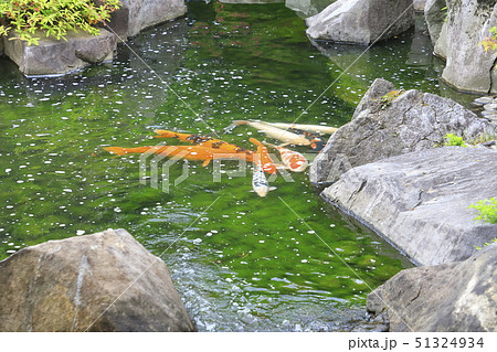 豊島区立目白庭園 東京都豊島区 豊島区立目白庭園 東京都豊島区 51324934