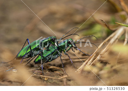 Tiger beetle mating, Kas Plateau, Satara, India Tiger beetle mating, Kas Plateau, Satara, India 51326530