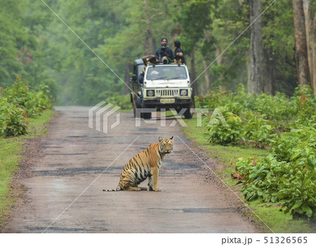 Tiger sitting on the road while tourist in jeep Tiger sitting on the road while tourist in jeep 51326565