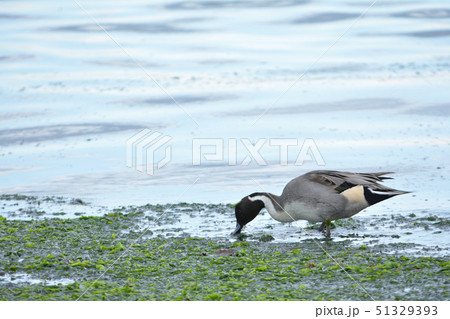 オナガガモ オナガガモ 51329393