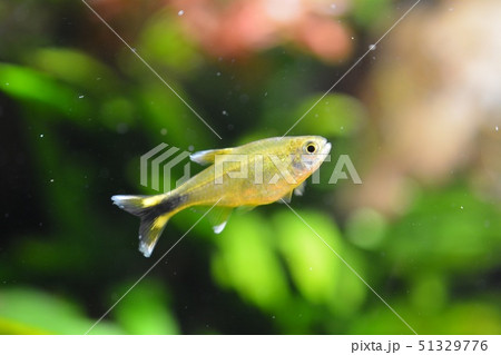 silver tetra fish