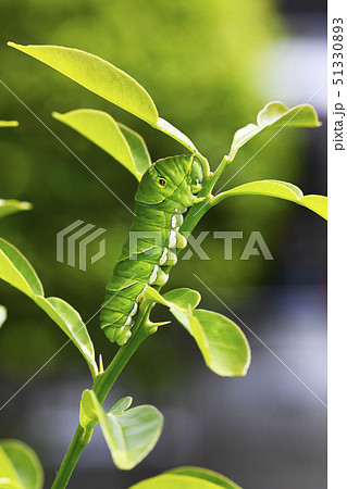 アゲハチョウ幼虫 アゲハチョウ幼虫 51330893
