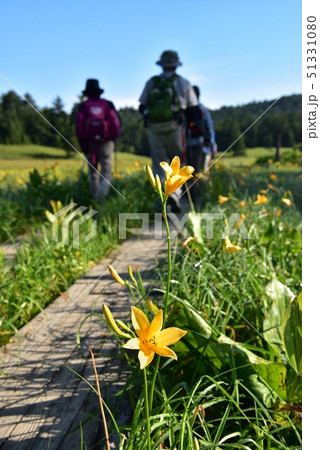 大江湿原に咲くニッコウキスゲと木道にハイカー 51331080
