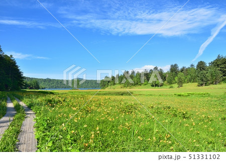 大江湿原に咲くニッコウキスゲと木道 大江湿原に咲くニッコウキスゲと木道 51331102