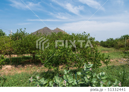 Fresh and nature lemon tree against mountain and Fresh and nature lemon tree against mountain and 51332441