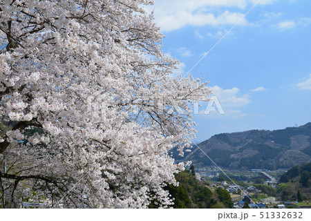 桜と三好大橋遠望(徳島県三好市池田町) 桜と三好大橋遠望(徳島県三好市池田町) 51332632