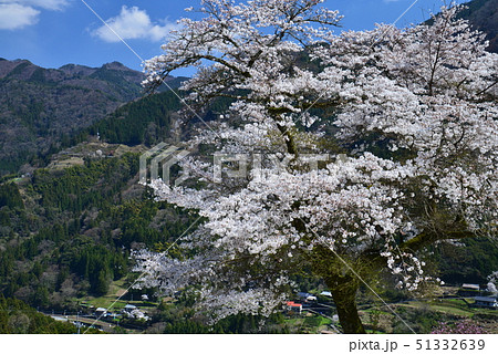新田神社の桜2(高知県大豊町大久保) 新田神社の桜2(高知県大豊町大久保) 51332639