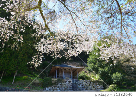 新田神社の桜３（高知県大豊町大久保） 51332640
