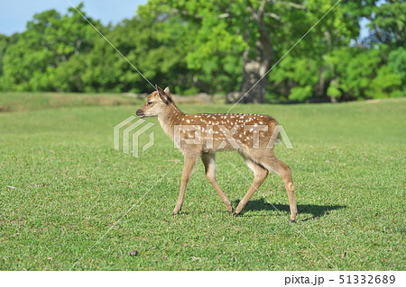 奈良公園の子鹿 奈良公園の子鹿 51332689