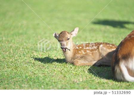 奈良公園の子鹿 奈良公園の子鹿 51332690