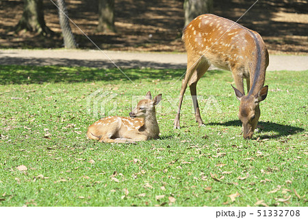 奈良公園の子鹿 奈良公園の子鹿 51332708