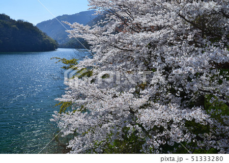 池田ダム湖の桜1(徳島県三好市池田町) 池田ダム湖の桜1(徳島県三好市池田町) 51333280