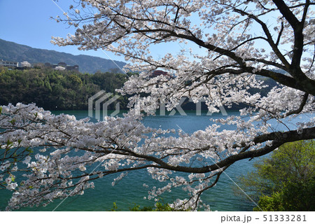 池田ダム湖の桜２（徳島県三好市池田町） 51333281