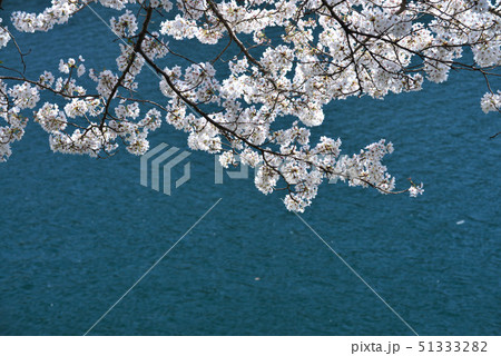 池田ダム湖の桜3(徳島県三好市池田町) 池田ダム湖の桜3(徳島県三好市池田町) 51333282
