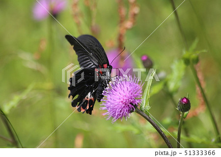 ナガサキアゲハ 51333366
