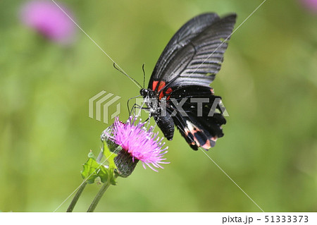 ナガサキアゲハ ナガサキアゲハ 51333373