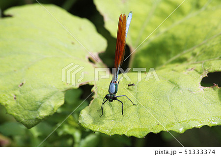 アサヒナカワトンボ 51333374