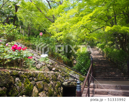 長谷寺の牡丹 長谷寺の牡丹 51333992