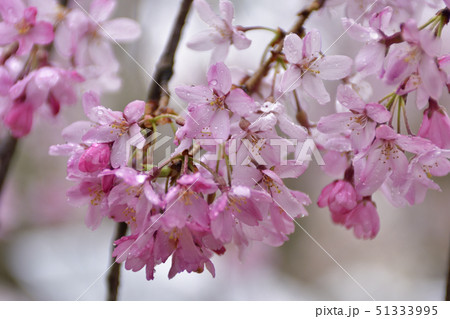 京都御苑 近衛邸跡の枝垂れ桜 京都御苑 近衛邸跡の枝垂れ桜 51333995