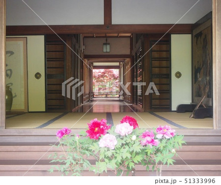 長谷寺の牡丹 長谷寺の牡丹 51333996