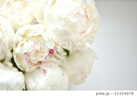 シャクヤク・白の花 シャクヤク・白の花 51334078