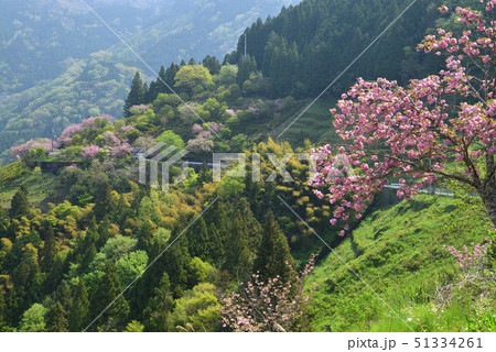 美桜の里２（高知県大豊町岩原） 51334261