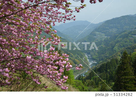 美桜の里３（高知県大豊町岩原） 51334262