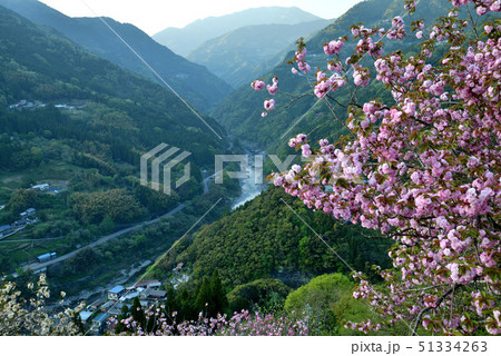 美桜の里４（高知県大豊町岩原） 51334263