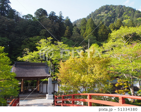 室生寺 石楠花 室生寺 石楠花 51334380