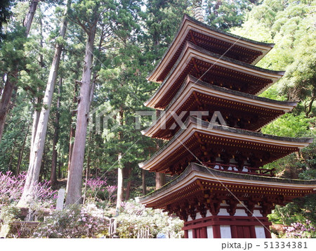 室生寺　石楠花 51334381