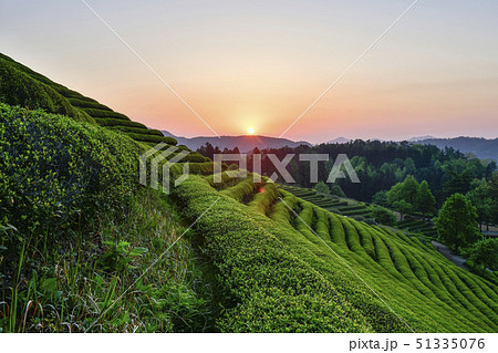 風景 の多元 緑茶畑 51335076