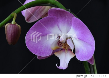 紫色　胡蝶蘭 51335233