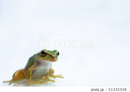 アマガエル 51335336