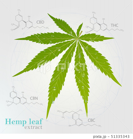 Vector Marijuana Green icon and green Leaf. 51335343