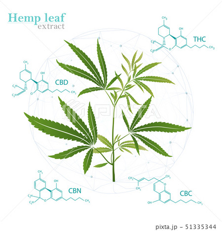 Vector Marijuana Green icon and green Leaf. 51335344