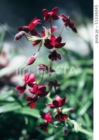 Summer blossom background. Nature scene with blooming flowers, spring flowers, beautiful orchard. Summer blossom background. Nature scene with blooming flowers, spring flowers, beautiful orchard. 51336045