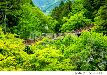 東京 新緑の秋川渓谷 石舟橋 51336110