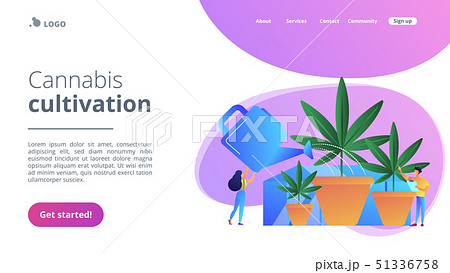 Cannabis cultivation concept landing page. Cannabis cultivation concept landing page. 51336758